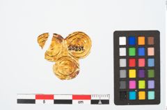 Foto von Goldzierblech (NHMW-PRAE-025251)